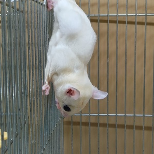 フクロモモンガリューシ（ペットアミ佐世保店）