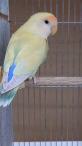 コザクラインコクリームゴールデン（ペットアミ佐世保店）