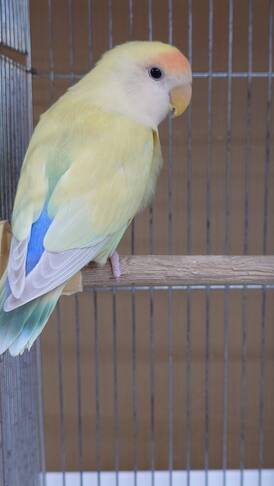 コザクラインコクリームゴールデン（ペットアミ佐世保店）