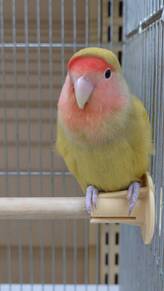 コザクラインコシナモン（ペットアミ佐世保店）