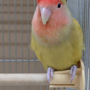 コザクラインコシナモン（ペットアミ佐世保店）