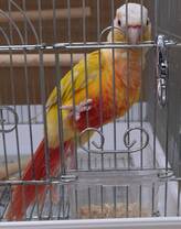 ウロコインコサンチーク（ペットアミ佐世保店）