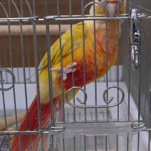 ウロコインコサンチーク（ペットアミ佐世保店）