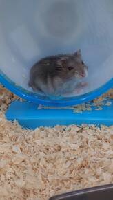 ジャンガリアンハムスターブルーサファイア（ペットアミ佐世保店）