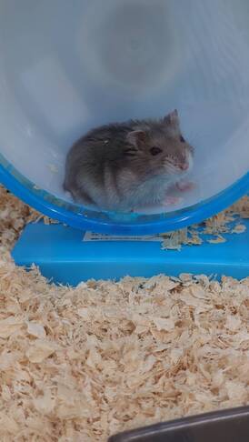 ジャンガリアンハムスターブルーサファイア（ペットアミ佐世保店）