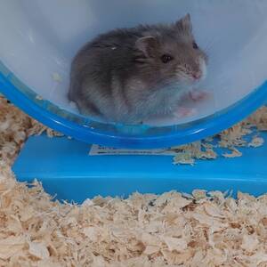 ジャンガリアンハムスターブルーサファイア（ペットアミ佐世保店）