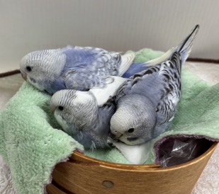 セキセイインコ