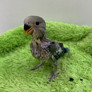 コザクラインコ（シーグリーン）