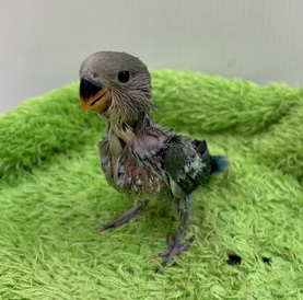 コザクラインコ（シーグリーン）