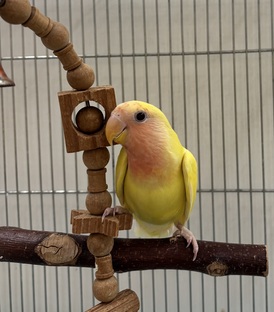 コザクラインコ(ルチノー)