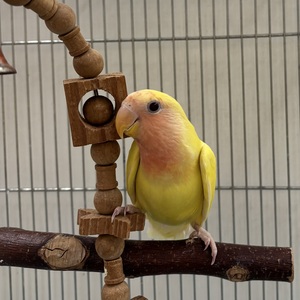 コザクラインコ(ルチノー)