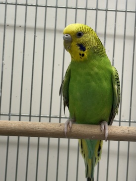 セキセイインコ(ペットアミ周船寺店)