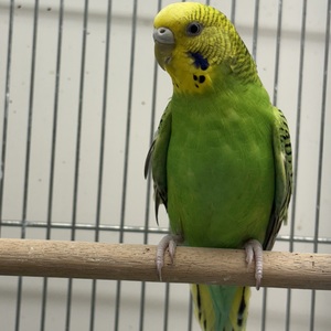 セキセイインコ(ペットアミ周船寺店)