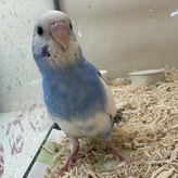 セキセイインコヒナ（ペットアミ周船寺店）