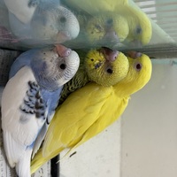 ペットアミ周船寺店