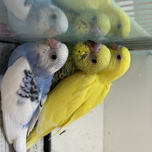 ペットアミ周船寺店