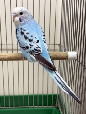 セキセイインコ（ペットアミ周船寺店）