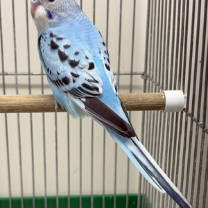 セキセイインコ（ペットアミ周船寺店）