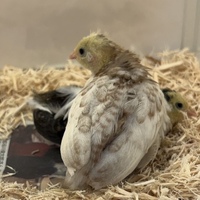 ペットアミ周船寺店