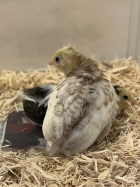 ヒメウズラ（ペットアミ周船寺）