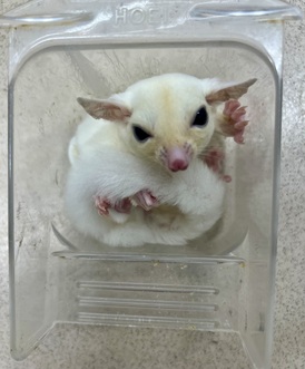 フクロモモンガリューシ(ペットアミ伊万里店)