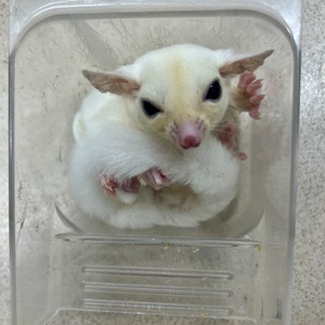 フクロモモンガリューシ(ペットアミ伊万里店)