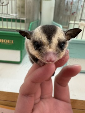 フクロモモンガ（ホワイトフェイス）（ペットアミ周船寺店）