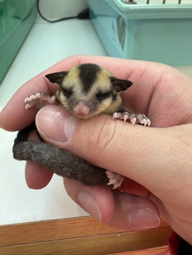 フクロモモンガ（ノーマル）（ペットアミ周船寺店）