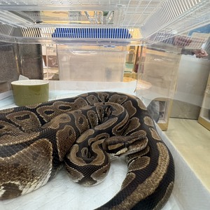 ボールパイソン（ペットアミ周船寺店）