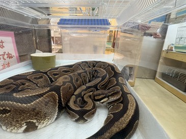 ボールパイソン（ペットアミ周船寺店）