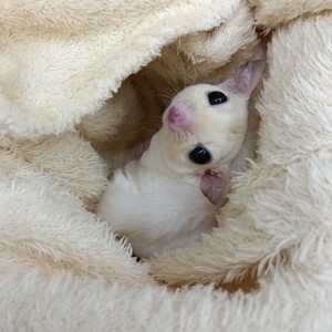 フクロモモンガ　リューシ