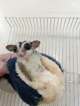 フクロモモンガ　ノーマル5月25日