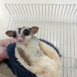 フクロモモンガ　ノーマル5月25日