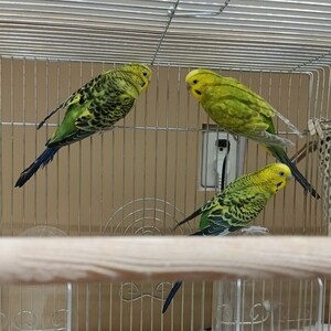 セキセイインコ