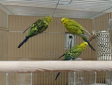 セキセイインコ