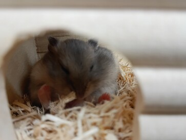 ブルーサファイアハムスター