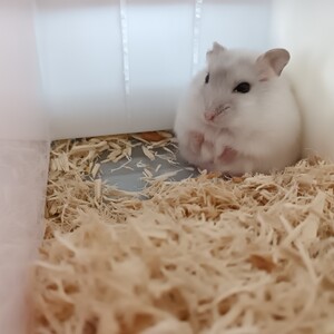 パールホワイトハムスター