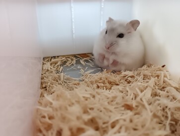 パールホワイトハムスター