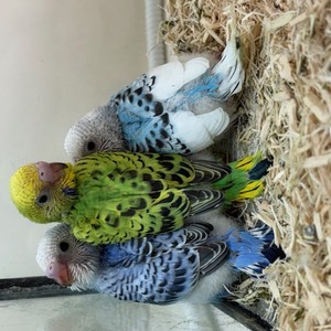 セキセイインコ（ヒナ）(ペットアミ周船寺)