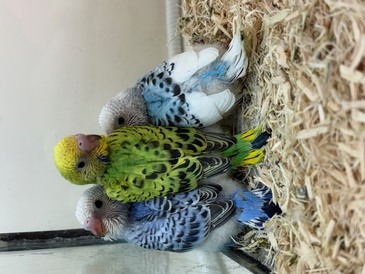 セキセイインコ（ヒナ）(ペットアミ周船寺)