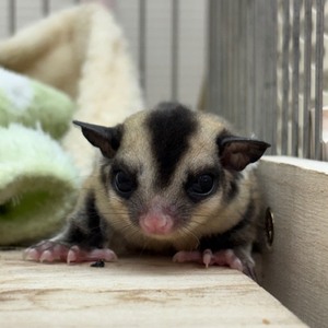 フクロモモンガ（ノーマル）（ペットアミ周船寺店）