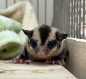 フクロモモンガ（ノーマル）（ペットアミ周船寺店）