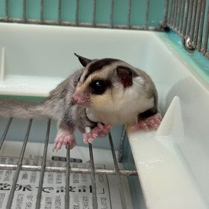 フクロモモンガ（ホワイトフェイス）（ペットアミ周船寺店）