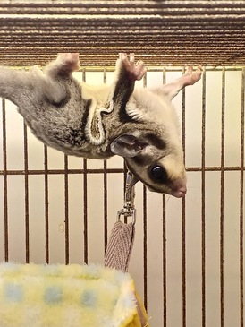 フクロモモンガ（ノーマル）（ペットアミ周船寺店）