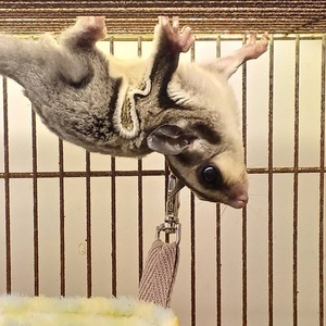 フクロモモンガ（ノーマル）（ペットアミ周船寺店）