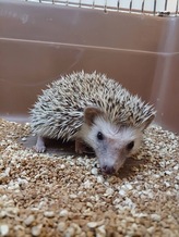 ハリネズミ（ソルト＆ペッパー）（ペットアミ周船寺店）