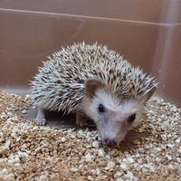 ペットアミ周船寺店