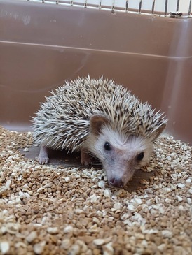 ハリネズミ（ソルト＆ペッパー）（ペットアミ周船寺店）