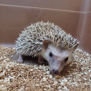 ハリネズミ（ソルト＆ペッパー）（ペットアミ周船寺店）