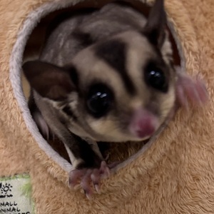 フクロモモンガ（ノーマル）